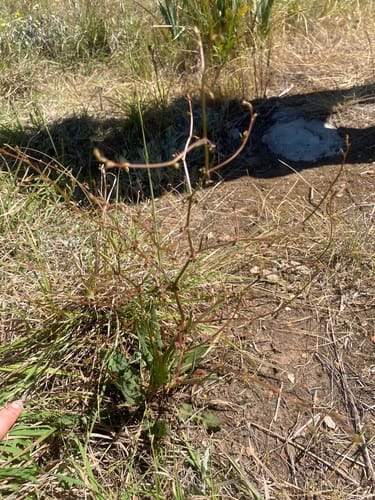 Rumex brownii (Swamp dock) — photo