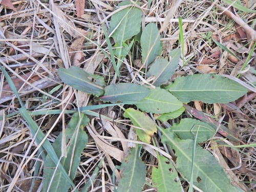 Rumex brownii (Swamp dock) — photo