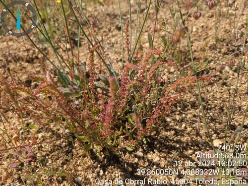 Rumex bucephalophorus (Red dock) — photo