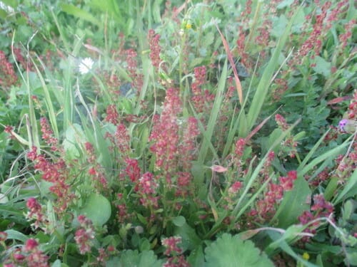 Rumex bucephalophorus (Red dock) — photo