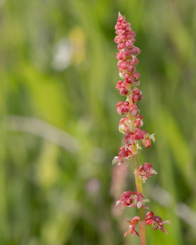 Rumex bucephalophorus