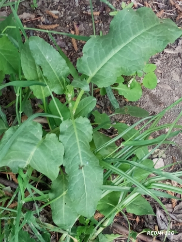Rumex chalepensis — photo