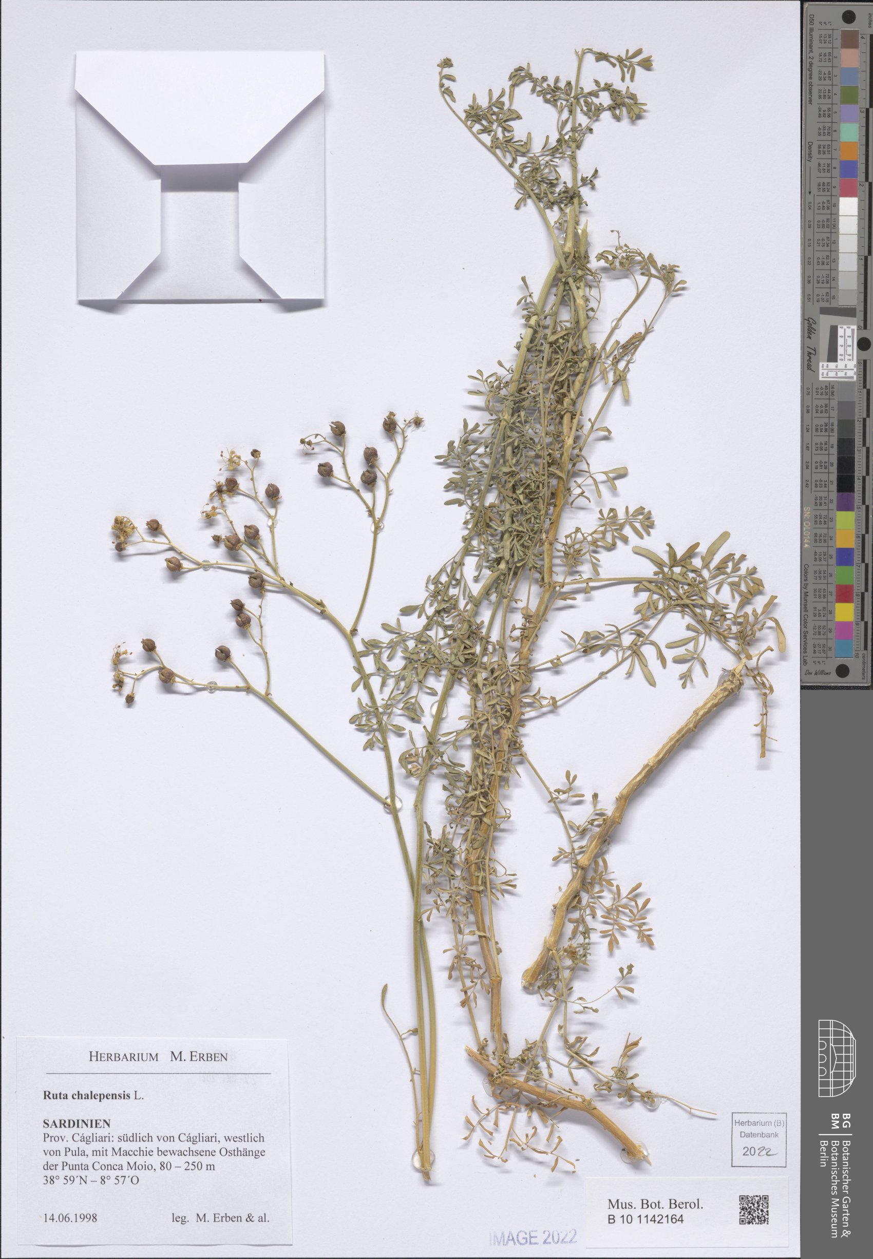 Rumex chalepensis — photo