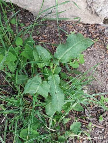 Rumex chalepensis