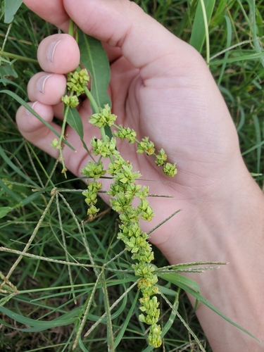 Rumex chrysocarpus (Pale dock) — photo