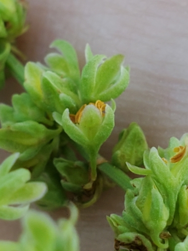 Rumex chrysocarpus (Pale dock) — photo