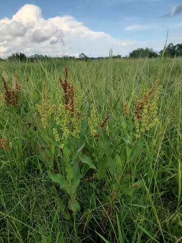 Rumex chrysocarpus