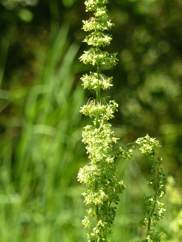 Rumex confertus — photo