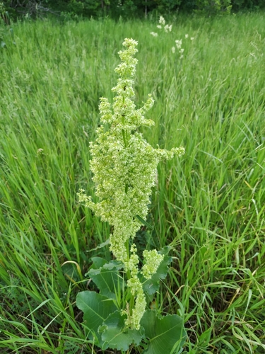 Rumex confertus — photo