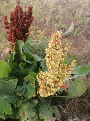 Rumex confertus