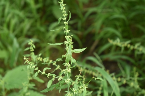 Rumex conglomeratus (Sharp dock) — photo