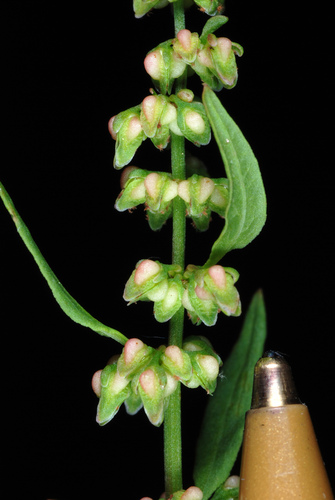 Rumex conglomeratus (Sharp dock) — photo
