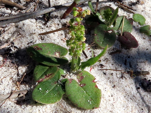 Rumex cordatus — photo