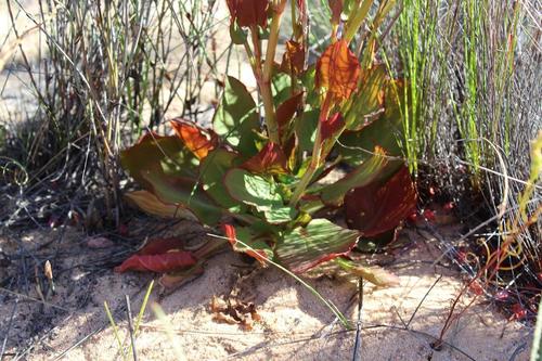 Rumex cordatus — photo