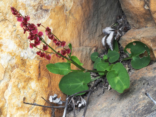 Rumex cordatus