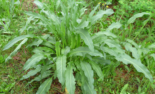 Rumex crispus (Sour dock) — photo