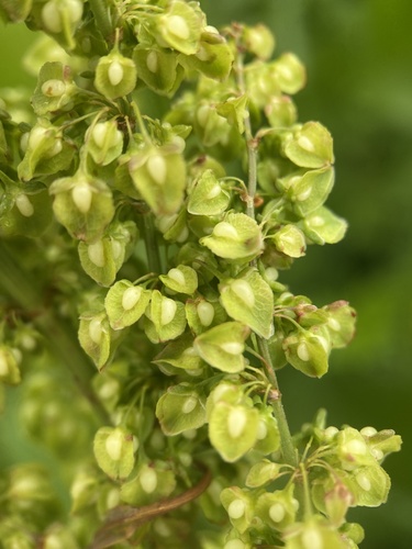 Rumex crispus (Sour dock) — photo