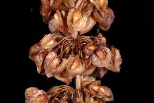 Rumex crispus