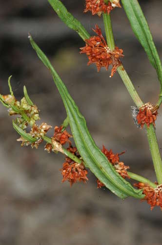 Rumex crystallinus (Shiny Dock) — photo
