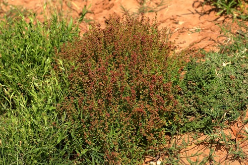 Rumex crystallinus (Shiny Dock) — photo