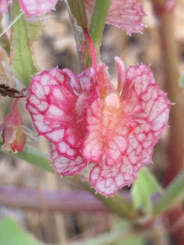 Rumex cyprius (Hamasis) — photo