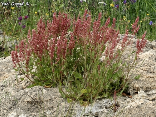 Rumex cyprius (Hamasis) — photo