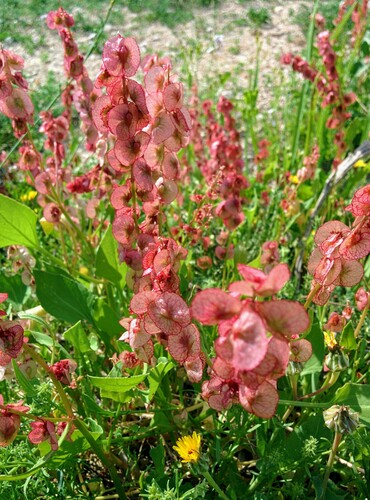 Rumex cyprius