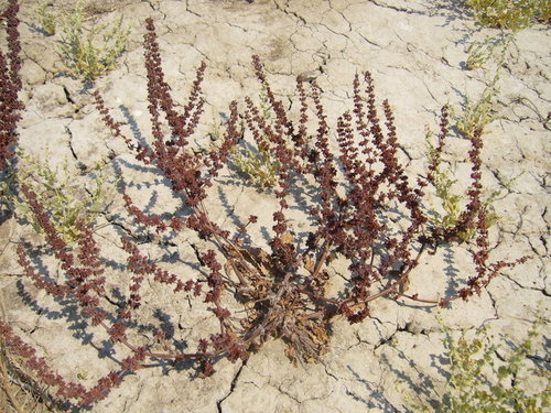 Rumex dentatus
