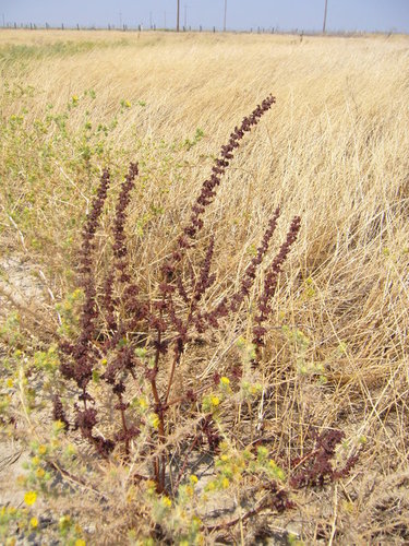 Rumex dentatus (Indian Sorrel) — photo