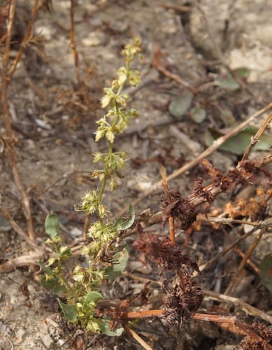 Rumex dentatus subsp. halacsyi