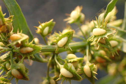 Rumex dentatus (Indian Sorrel) — photo