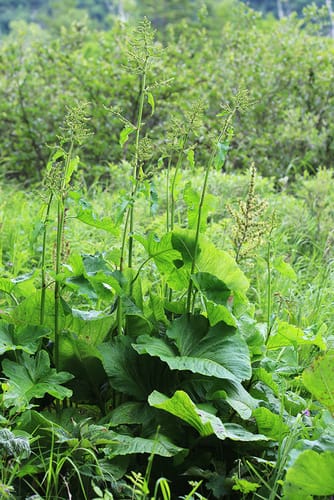 Rumex gmelinii — photo