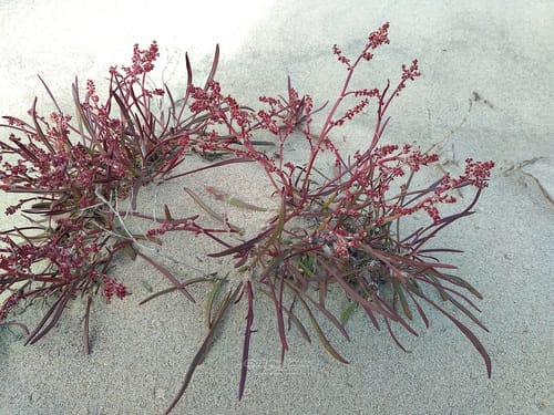 Rumex graminifolius (Grass-leaf Sorrel) — photo