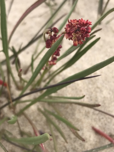 Rumex graminifolius