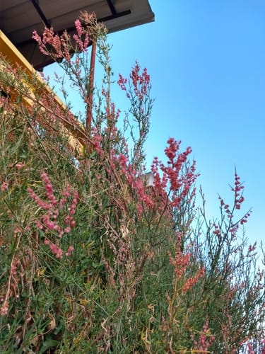 Rumex hastatus (Nepali sorrel) — photo