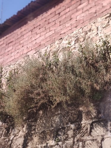 Rumex hastatus (Nepali sorrel) — photo