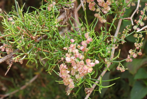 Rumex hastatus