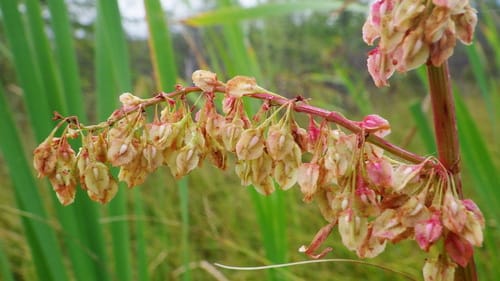 Rumex hydrolapathum (Great water dock) — photo