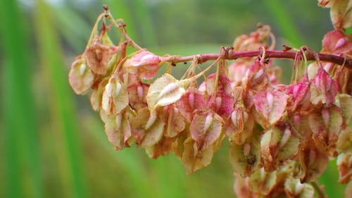Rumex hydrolapathum (Great water dock) — photo