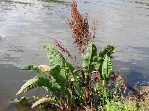 Rumex hydrolapathum