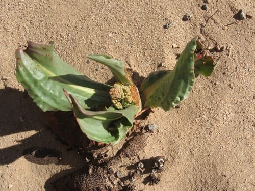 Rumex hymenosepalus (Tanner's dock) — photo