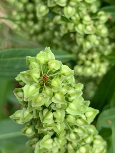 Rumex japonicus — photo
