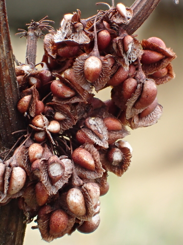 Rumex japonicus