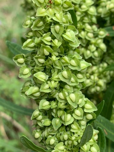 Rumex japonicus — photo