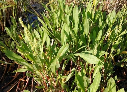 Rumex lanceolatus (Smaller dock) — photo
