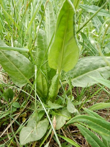 Rumex lapponicus (Lapland mountain sorrel) — photo