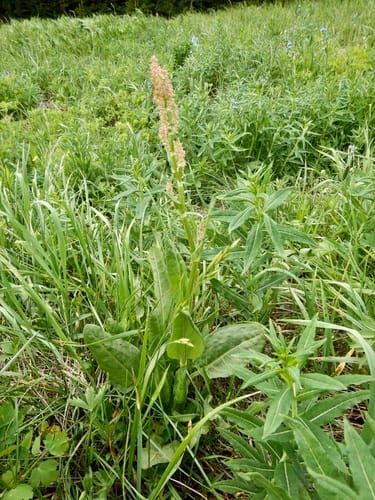 Rumex lapponicus (Lapland mountain sorrel) — photo