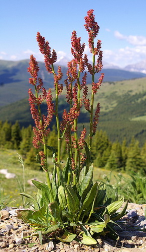 Rumex lapponicus