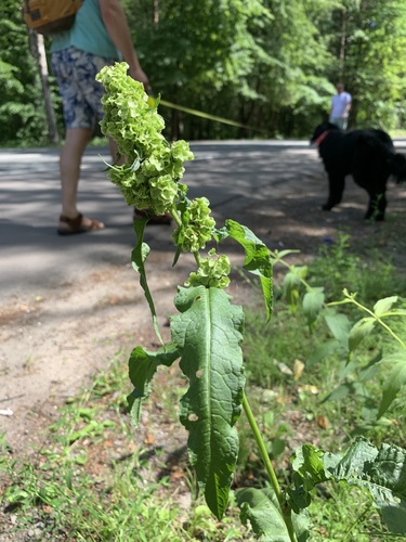 Rumex longifolius (Door-yard Dock) — photo
