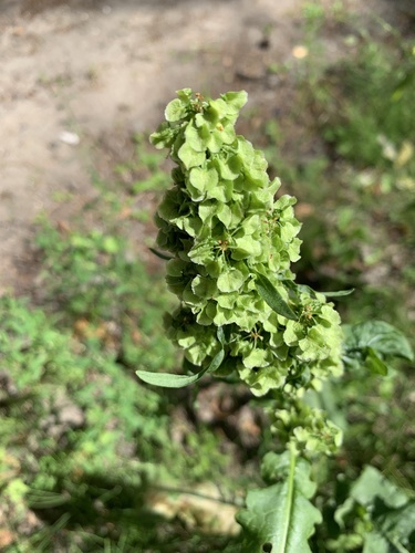 Rumex longifolius